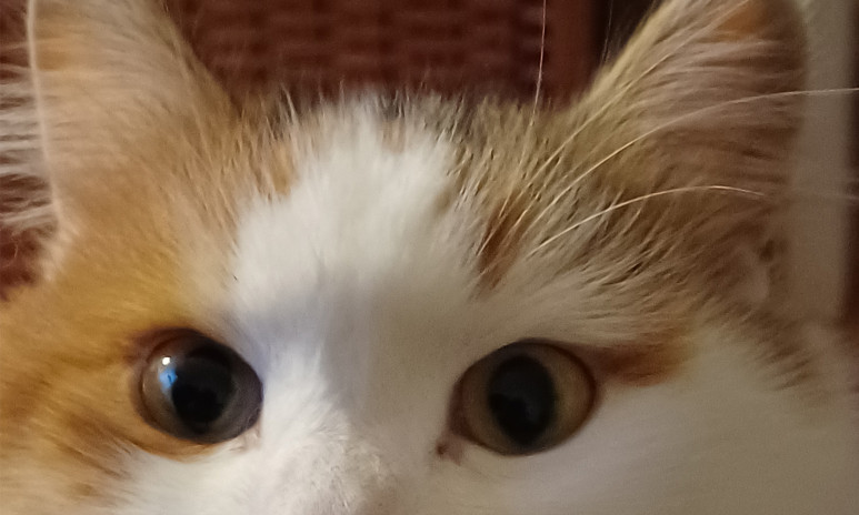 katt, ögon