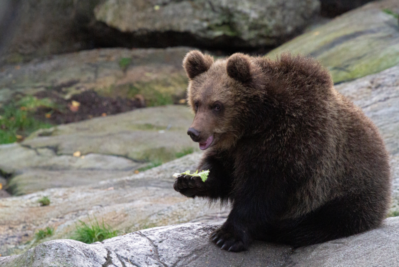 https://www.barnistan.se/wp-content/uploads/2021/11/skansen-bjorn-e1709296269292.png