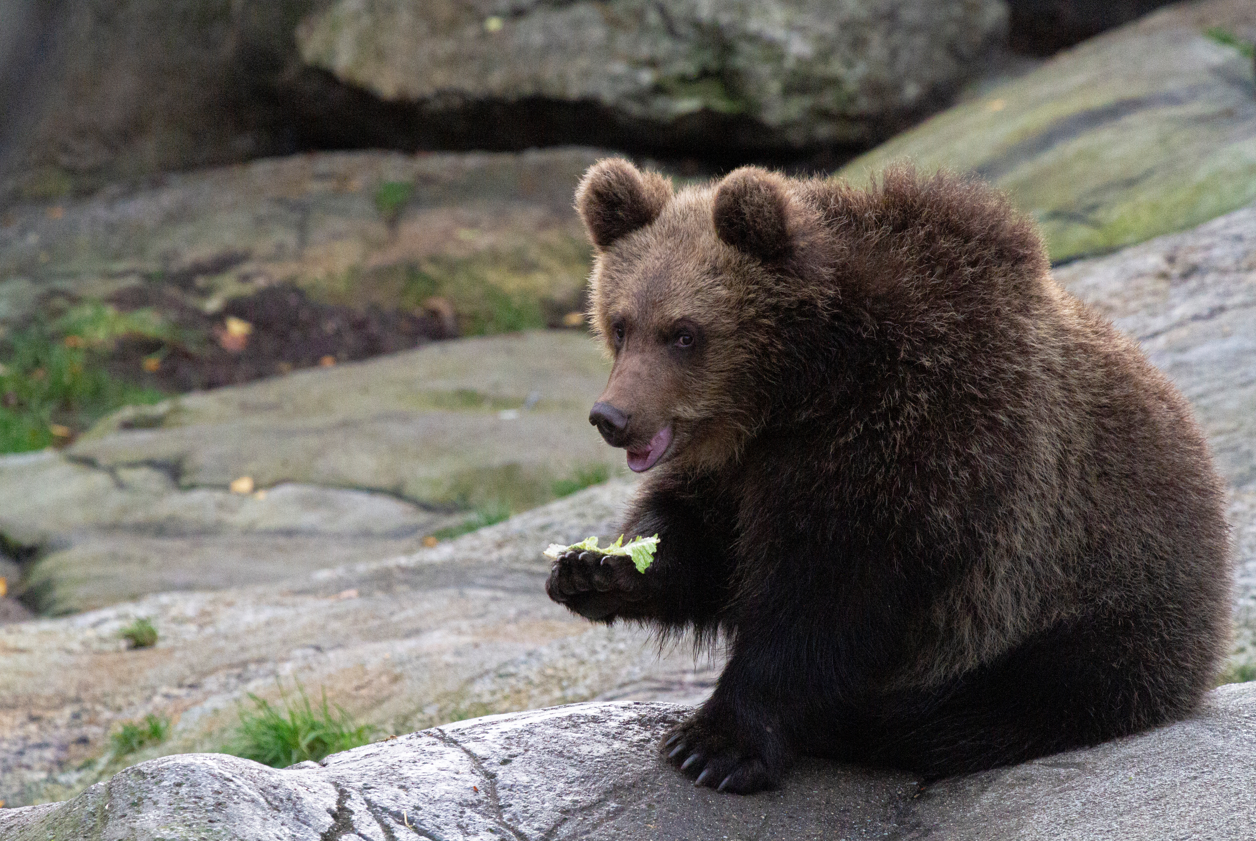 https://www.barnistan.se/wp-content/uploads/2021/11/skansen-bjorn.png