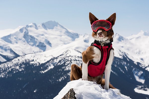 https://www.barnistan.se/wp-content/uploads/2021/11/superpowedogs.jpg