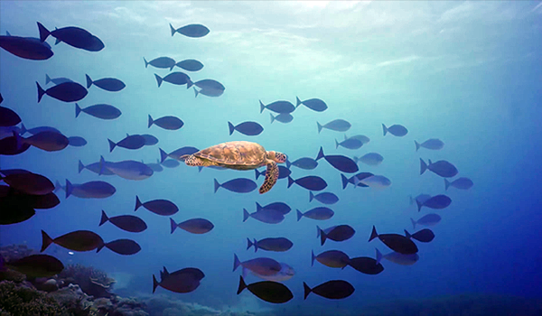 https://www.barnistan.se/wp-content/uploads/2021/11/turtles-01.png