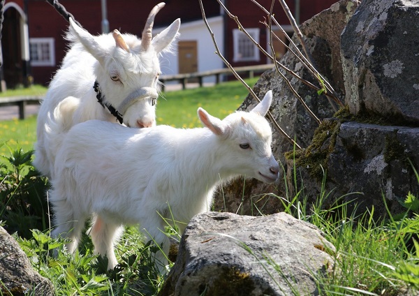 https://www.barnistan.se/wp-content/uploads/2022/06/Djuren.jpg