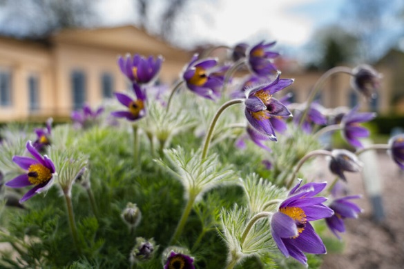 https://www.barnistan.se/wp-content/uploads/2022/06/linnetradgarden-7-900x600-1.jpg