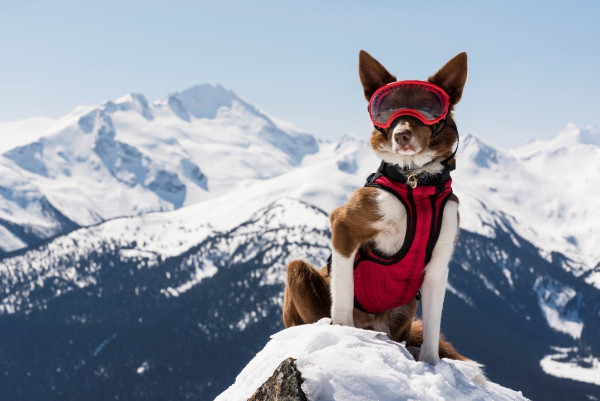 https://www.barnistan.se/wp-content/uploads/2023/02/SuperPower_Dogs.jpg