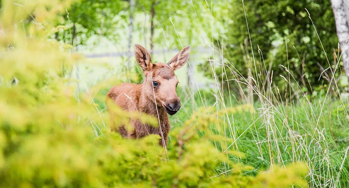 https://www.barnistan.se/wp-content/uploads/2023/03/Moosegarden1.jpg.webp