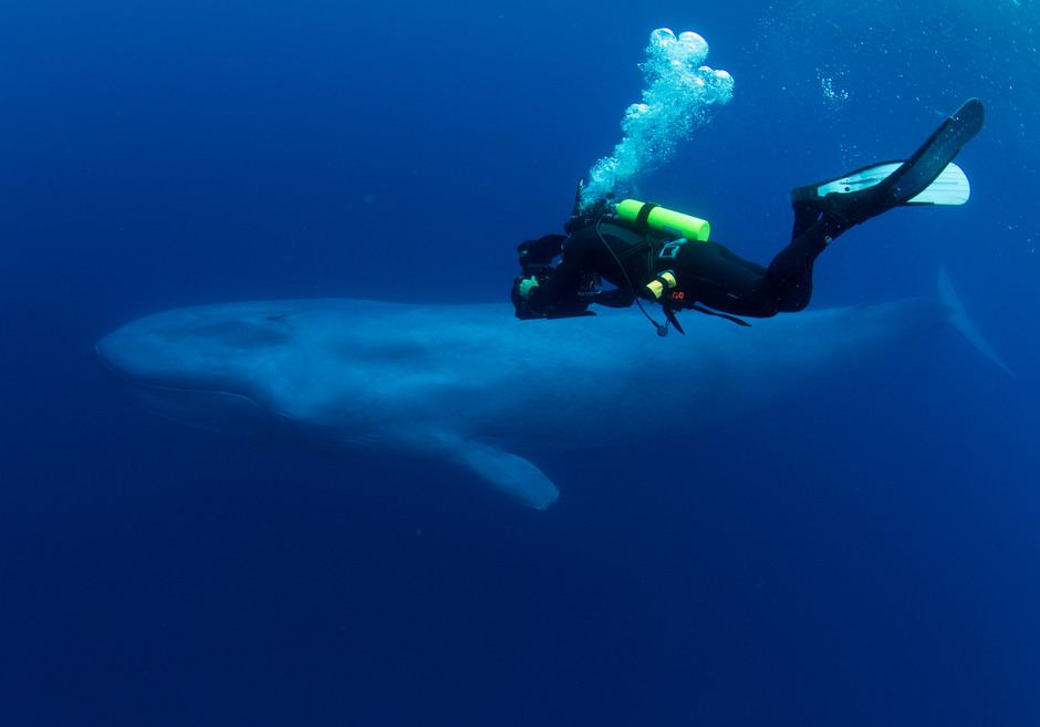 https://www.barnistan.se/wp-content/uploads/2024/06/Blavalar_-_Blue_whale_and_diver.jpg