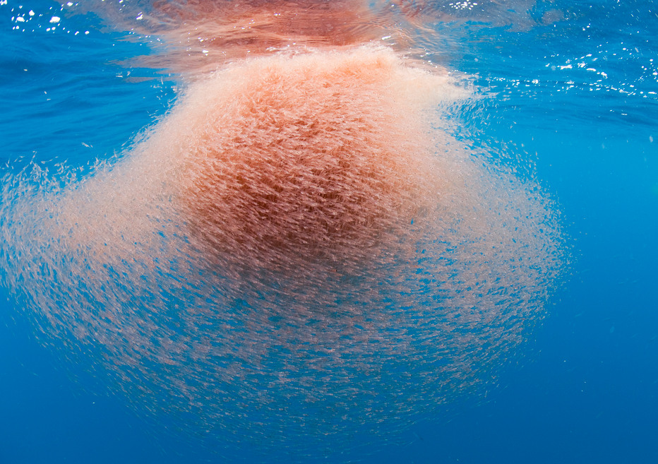 https://www.barnistan.se/wp-content/uploads/2024/06/Blavalar_-_Krill_swarm_underwater.jpg