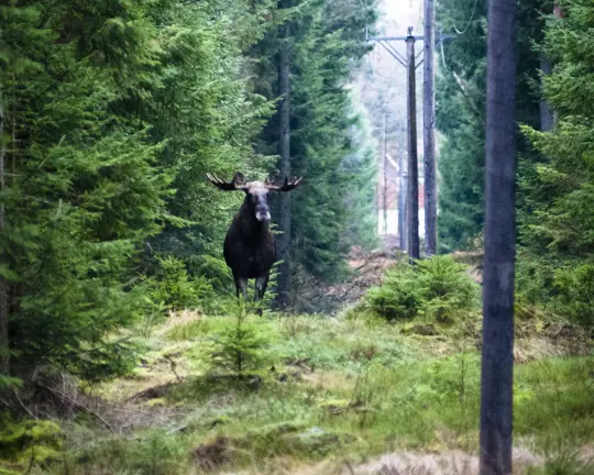 https://www.barnistan.se/wp-content/uploads/2025/04/orsa-algsafari.webp