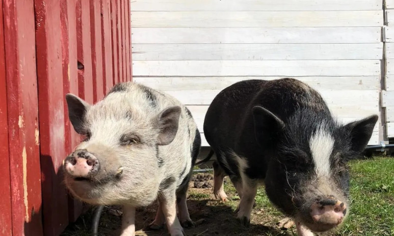https://www.barnistan.se/wp-content/uploads/2025/06/bjorklunds-hage-4h.jpg